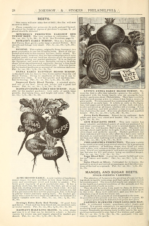 Ein aufgeschlagenes Buch mit Abbildungen und Beschreibungen verschiedener Gemüse, einschließlich Rüben.