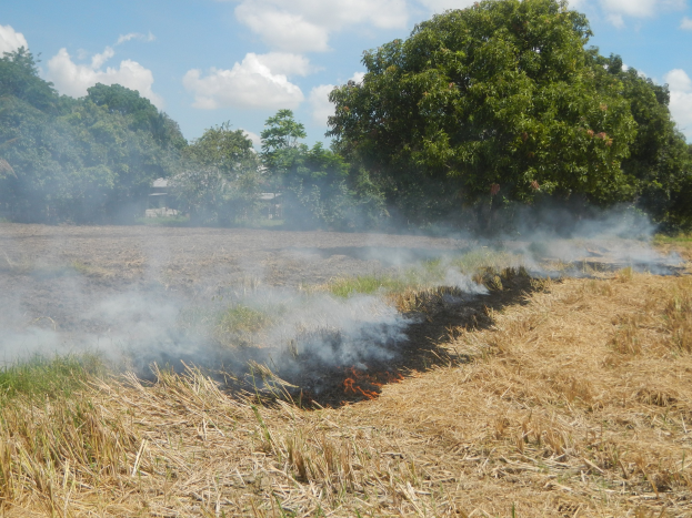 Ein trockener Rasenplatz mit einem zentralen Feuer, umgeben von Bäumen und einem bewölkten Himmel.