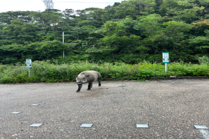 Ein Wildschwein, das über einen Parkplatz neben einem Wald läuft, umgeben von Bäumen und Pflanzen im Hintergrund.