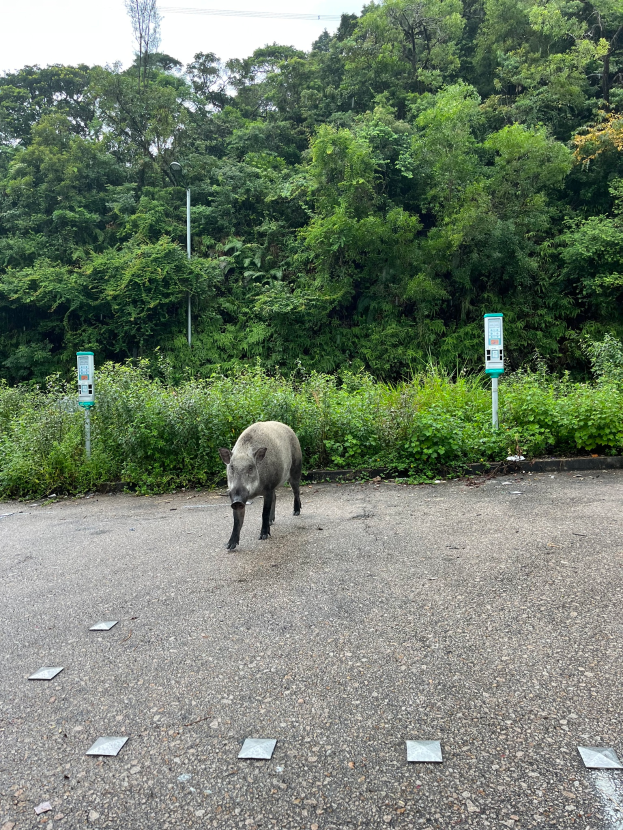 Ein Wildschwein, das über einen Parkplatz neben einem Wald läuft, umgeben von Bäumen und Pflanzen im Hintergrund.