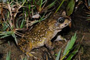 Ein Wasserfrosch sitzt auf einem Erdgrund neben Pflanzen, mit einem Wasserzeichen in der linken oberen Ecke.