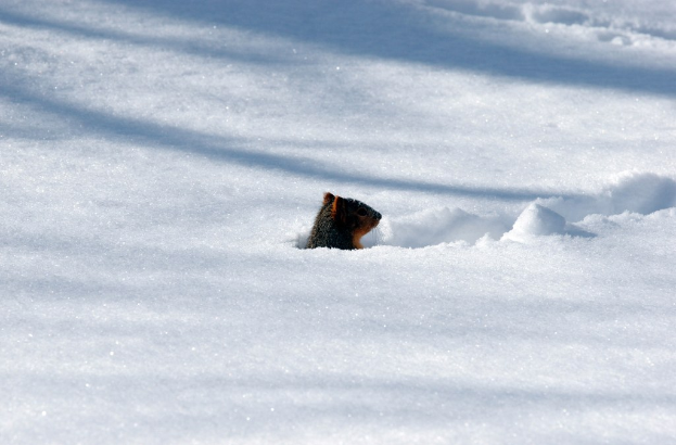 Ein Schnurrbart-förmiges Objekt im Schnee.