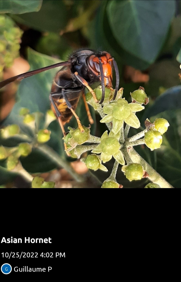 Asiatische Hornisse auf einer Blume mit grünen Blättern im Hintergrund und Text unten.