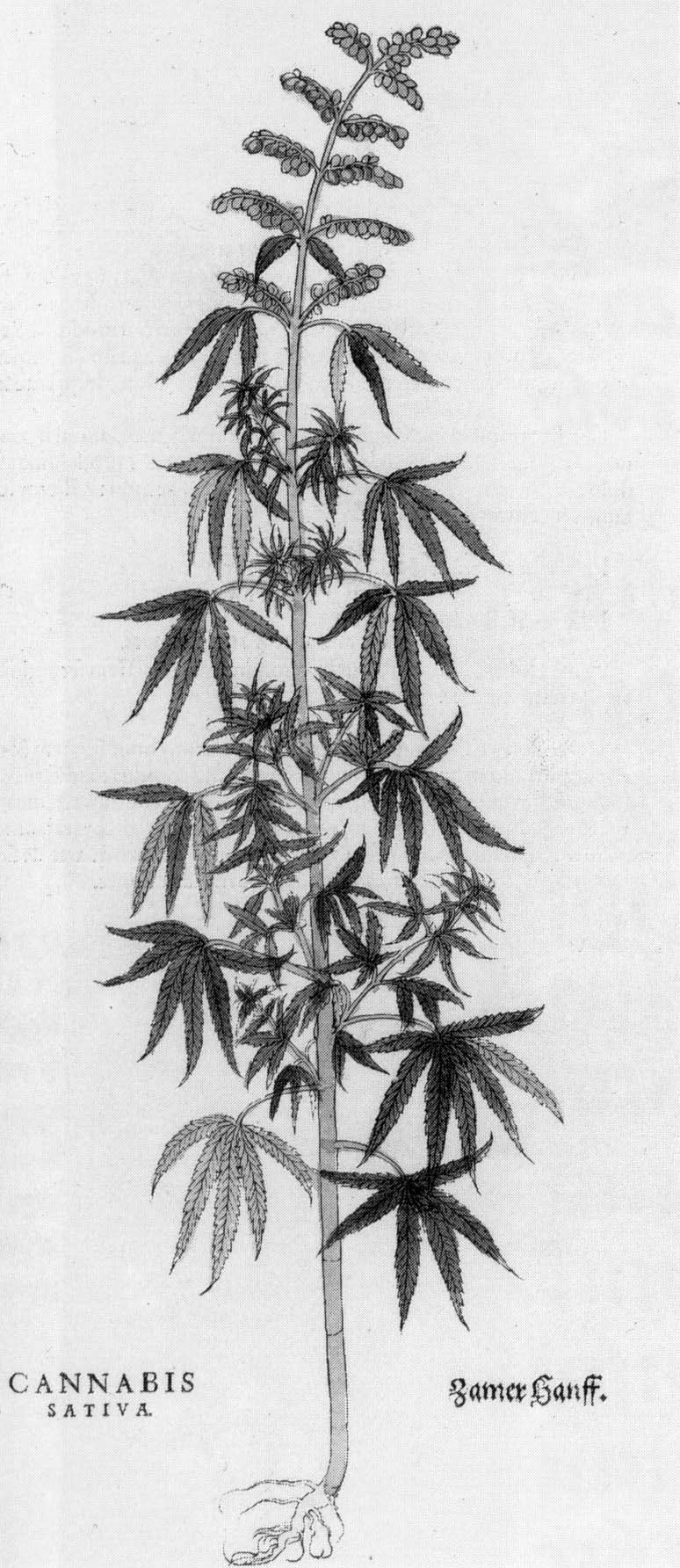 Schwarze und weiße Strichzeichnung einer Cannabis Sativa-Pflanze mit beschrifteten Blättern und Stängeln.