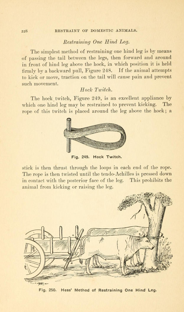 Ein altes Buch mit einer Zeichnung einer Kuh, die einen Wagen zieht, mit einem Baum im Hintergrund und der Inschrift "Einfang von Haustieren" auf der Seite.