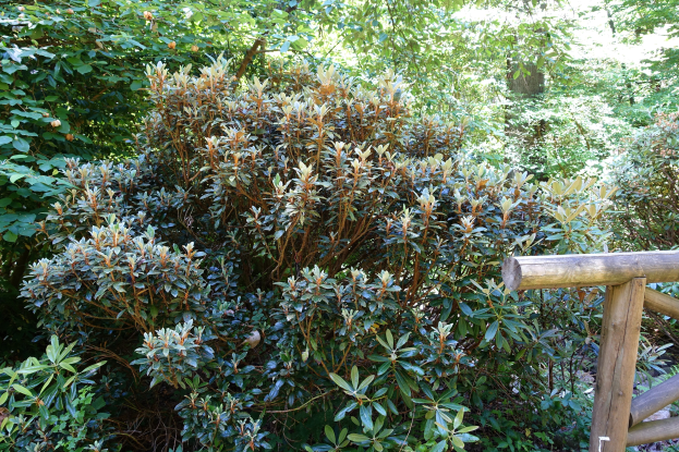 Ein hölzerner Zaun und Geländer in einem dichten, grünen Wald.