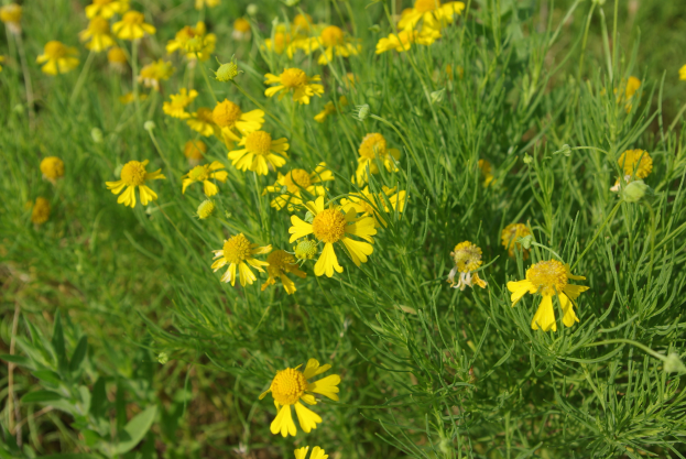 Ein Nahaufnahme einer Pflanze mit leuchtend gelben Kamille-Blumen und saftig grünen Blättern, mit einem unscharfen Hintergrund.
