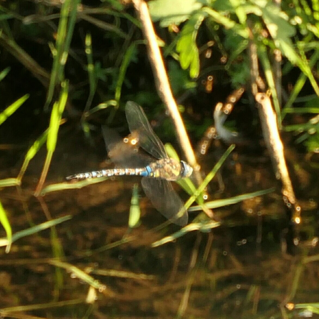 Ein Drachenflieger in der Luft über einem Gewässer umgeben von grünen Pflanzen, zentral im Bild positioniert.