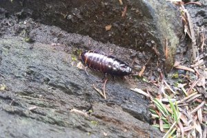 Ein Kakerlak, der auf einem Felsen in einem bewaldeten Gebiet krabbelt, umgeben von Gras und anderen Gegenständen auf dem Boden.